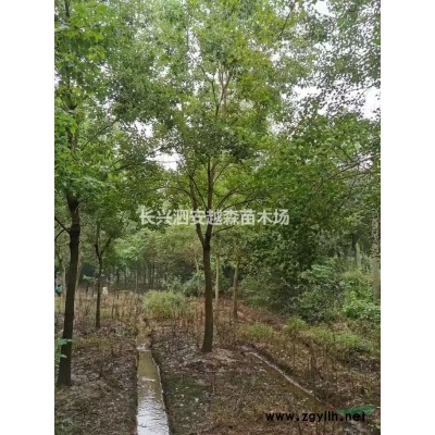 优质特价长兴红梅 6-8公分红梅 浙江红梅产地直销