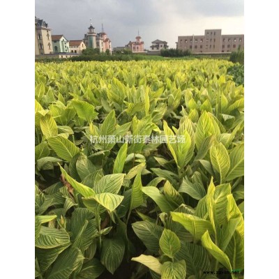 浙江大叶黄杨柱 杭州大叶黄杨柱图片/浙江大叶黄杨柱 杭州大叶黄杨柱报价