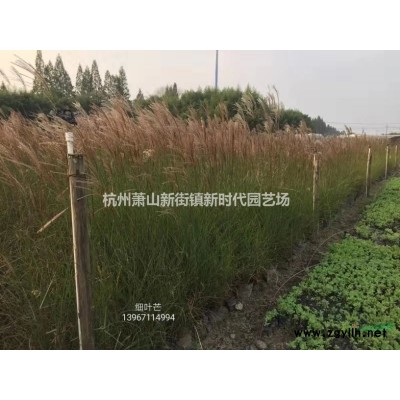 浙江火星花1加仑介绍/特征/用途