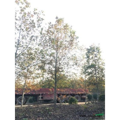 浙江供应水杉 湖州水杉基地 低价水杉规格*