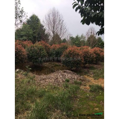 浙江红叶石楠 大小规格红叶石楠图片/浙江红叶石楠 大小规格红叶石楠报价