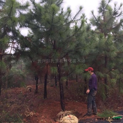 浙江乌桕介绍/特征/用途