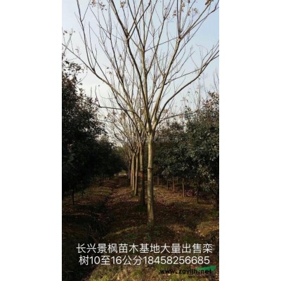 浙江[三角枫]/浙江三角枫5价格/报价