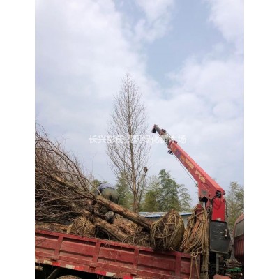 杨梅树报价/浙江杨梅树报价