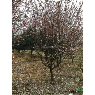 精品香樟*新价格/精品香樟报价