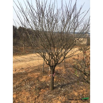 无患子*新价格/无患子报价