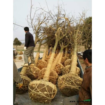 栾树行情报价\栾树图片展示