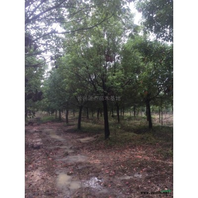 水杉行情报价\水杉图片展示