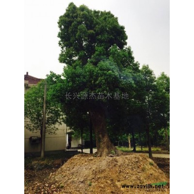 浙江精品红枫*新报价/精品红枫图片