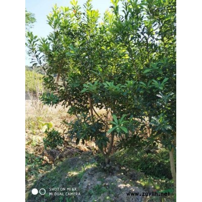 浙江杨梅介绍 浙江杨梅特征/用途