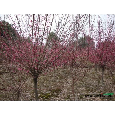 1-5年生杨梅苗价格杨梅种植基地批发