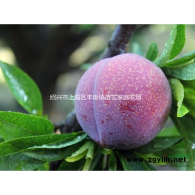 2021年青梅种子出售