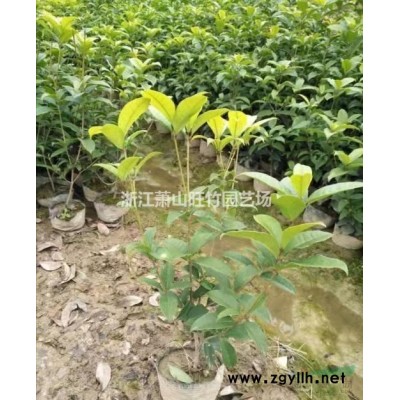 供应花镜植物欧石竹 耐寒宿根花卉欧石竹 欧石竹营养杯苗