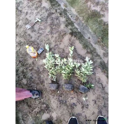 浙江菲油果小杯供应商 菲油果杯苗产地直销