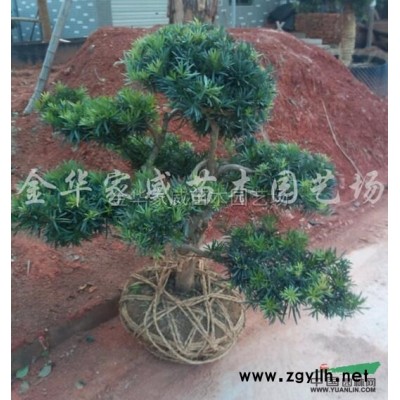 大小规格高杆胡柚 浙江高杆胡柚基地