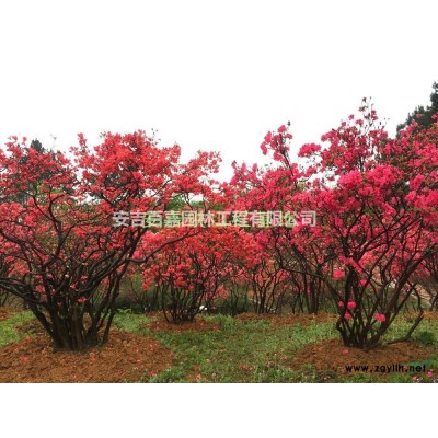浙江供应高山全冠映山红供应规格*