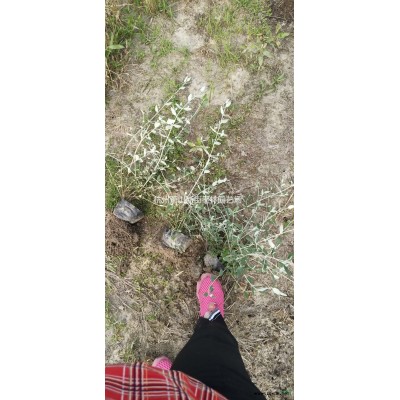 浙江供应八仙花大杯 萧山八仙花大杯苗 杭州八仙花大杯规格*
