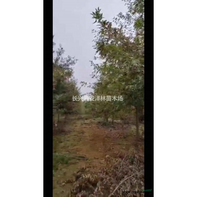 浙江8-12公分娜塔莉批发/供应 量大从优