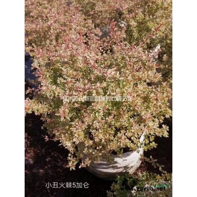 浙江日本血草1加仑介绍/特征/用途