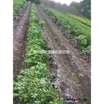 供应茶花P80-200，数量1200棵，质量保证，价格实惠