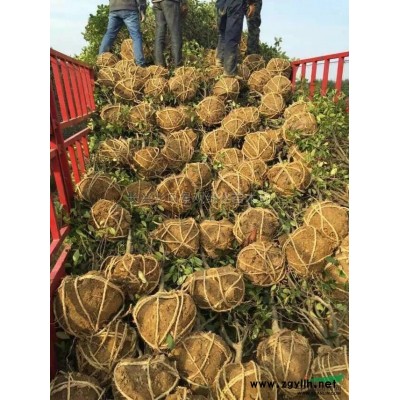 大小规格浙江桂花 精品桂花 湖州桂花农户基地