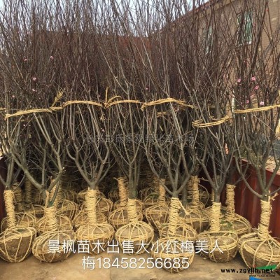 浙江供应玉兰3规格*