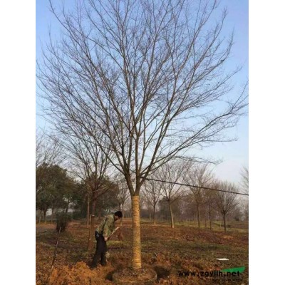 无患子供应/无患子图片