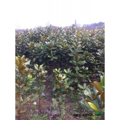 水杉报价/浙江水杉报价