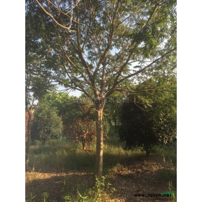 精品朴树*新报价\精品朴树图片展示
