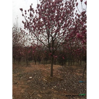 精品栾树供应/浙江精品栾树报价