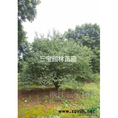 精品桂花