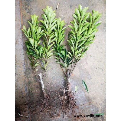 红梅苗地径0.8至5公分