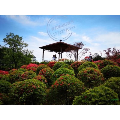 浙江安吉映山红出售批发/供应