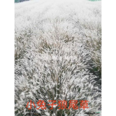 浙江大花溲疏批发/供应 杭州大花溲疏