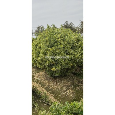 洒金珊瑚小毛球 花叶珊瑚小毛球行情报价/洒金珊瑚小毛球 花叶珊瑚小毛球图片展示