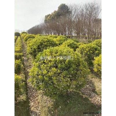 大小规格八角金盘毛球 50高八角金盘毛球基地