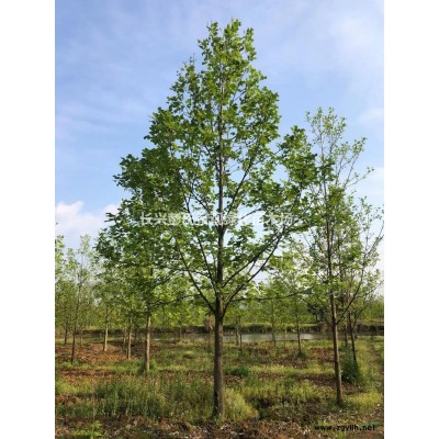 优质特价精品朴树 湖州精品朴树产地直销