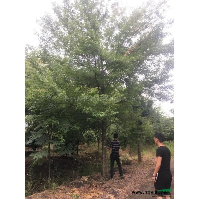 浙江[产品]/浙江三角枫 湖州三角枫农户价格/报价