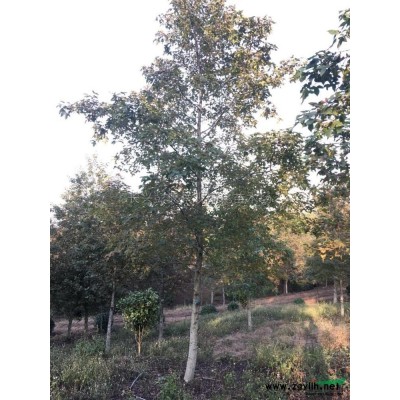 浙江美人梅2介绍