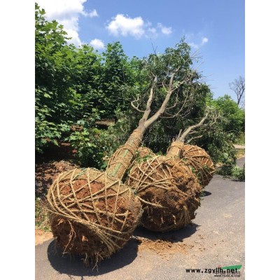 浙江香樟批量供应信息