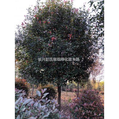 浙江乌桕*新报价/乌桕图片