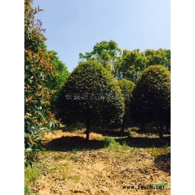 无患子行情报价\无患子图片展示