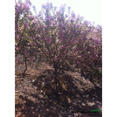 精品五角枫图片\精品五角枫报价