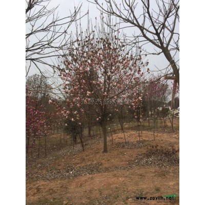 浙江精品朴树*新供应