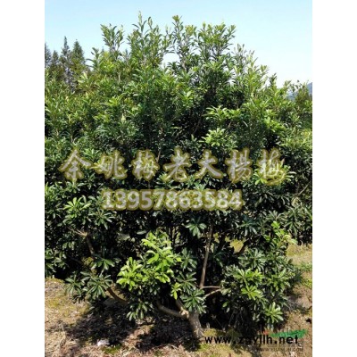 浙江杨梅树 余姚杨梅树形态特征