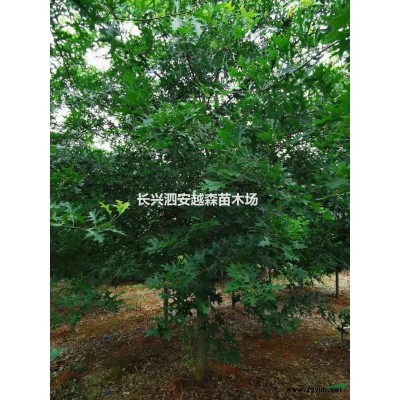 14-25公分青梅 浙江青梅批发  湖州青梅图片/14-25公分青梅 浙江青梅批发  湖州青梅报价
