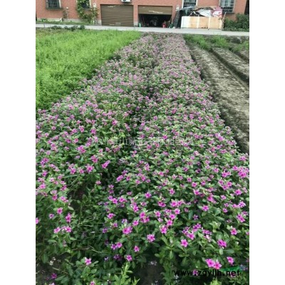 2020年浙江大叶黄杨小杯 杭州大叶黄杨小杯 萧山杯苗新报价