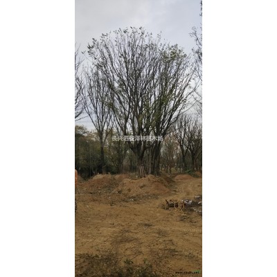 浙江供应5-8公分娜塔莉规格* 基地直供