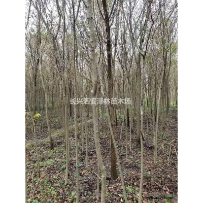 优质特价2-5公分娜塔莉产地直销