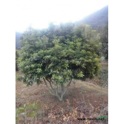 杨梅2*新价格/杨梅2报价